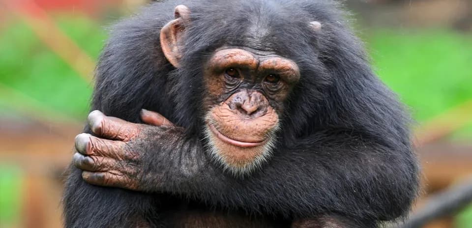 Chimpancé sentado abrazándose en su entorno