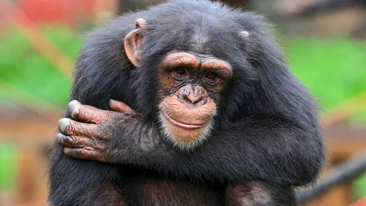 Chimpancé sentado abrazándose en su entorno Chimpancé sentado abrazándose en su entorno